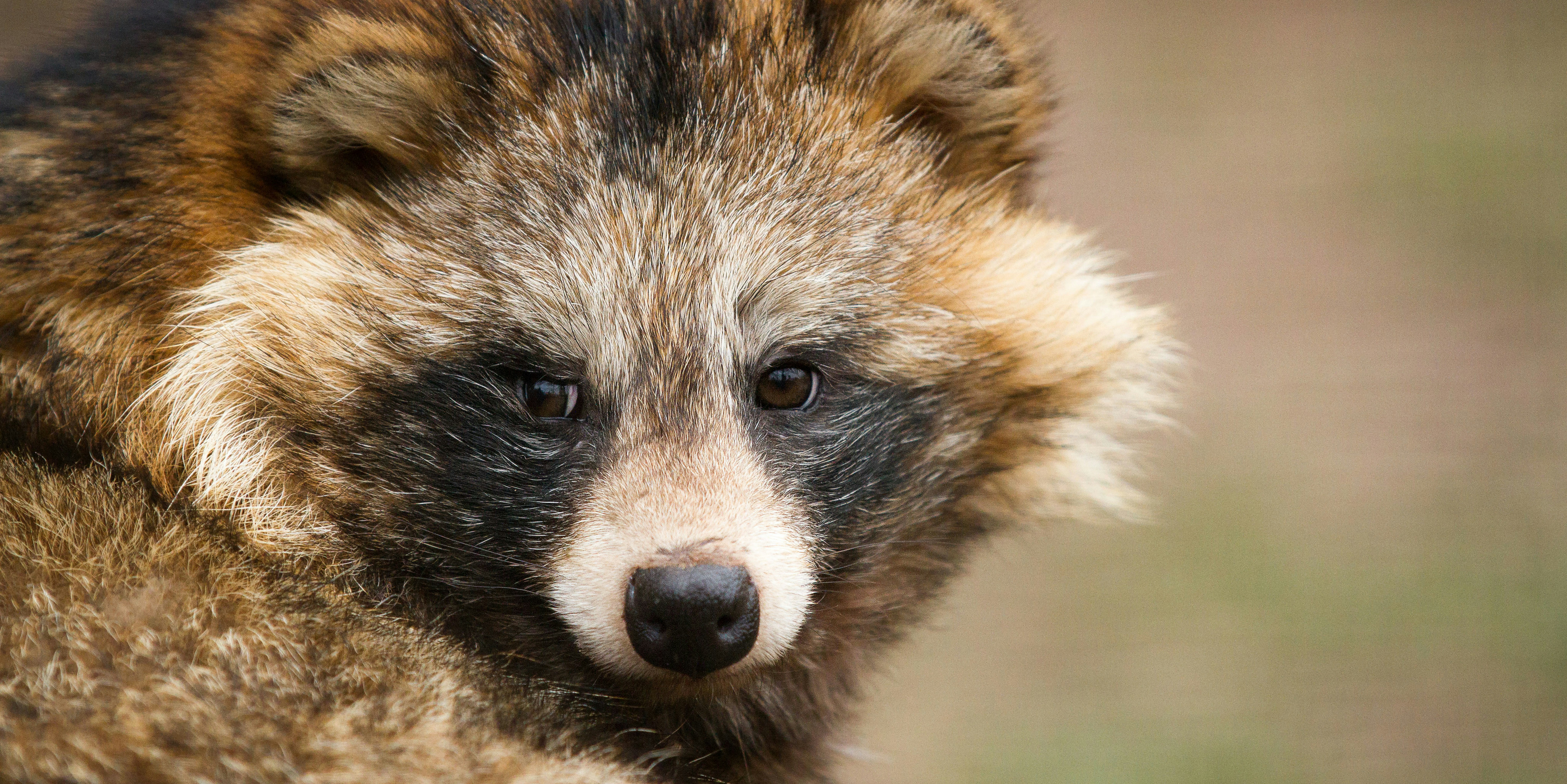 The Adorable Tanuki Raccoon Dogs the Internet Worships Have a Horrible