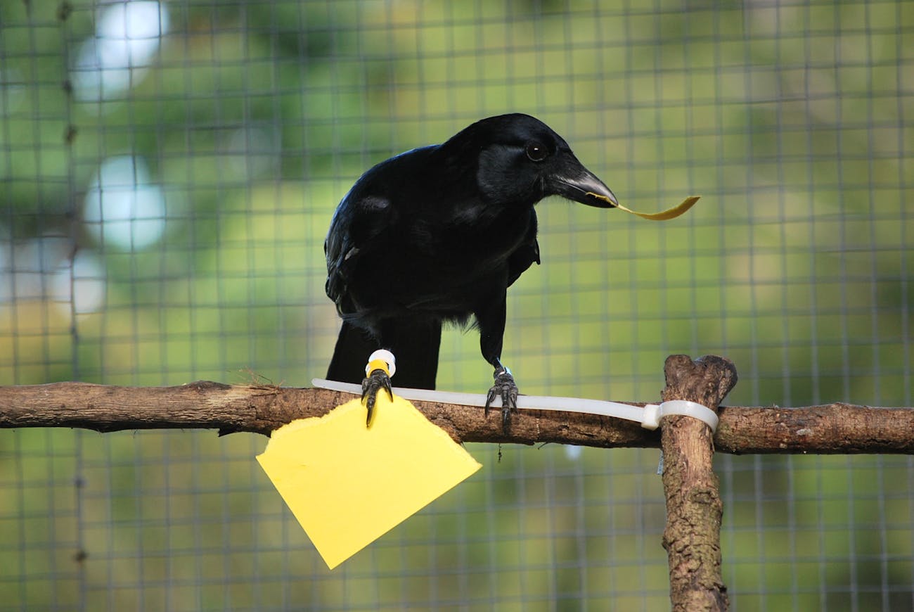 crow making a tool