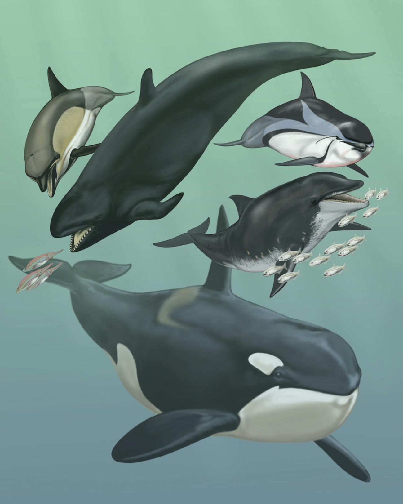 cetaceans
