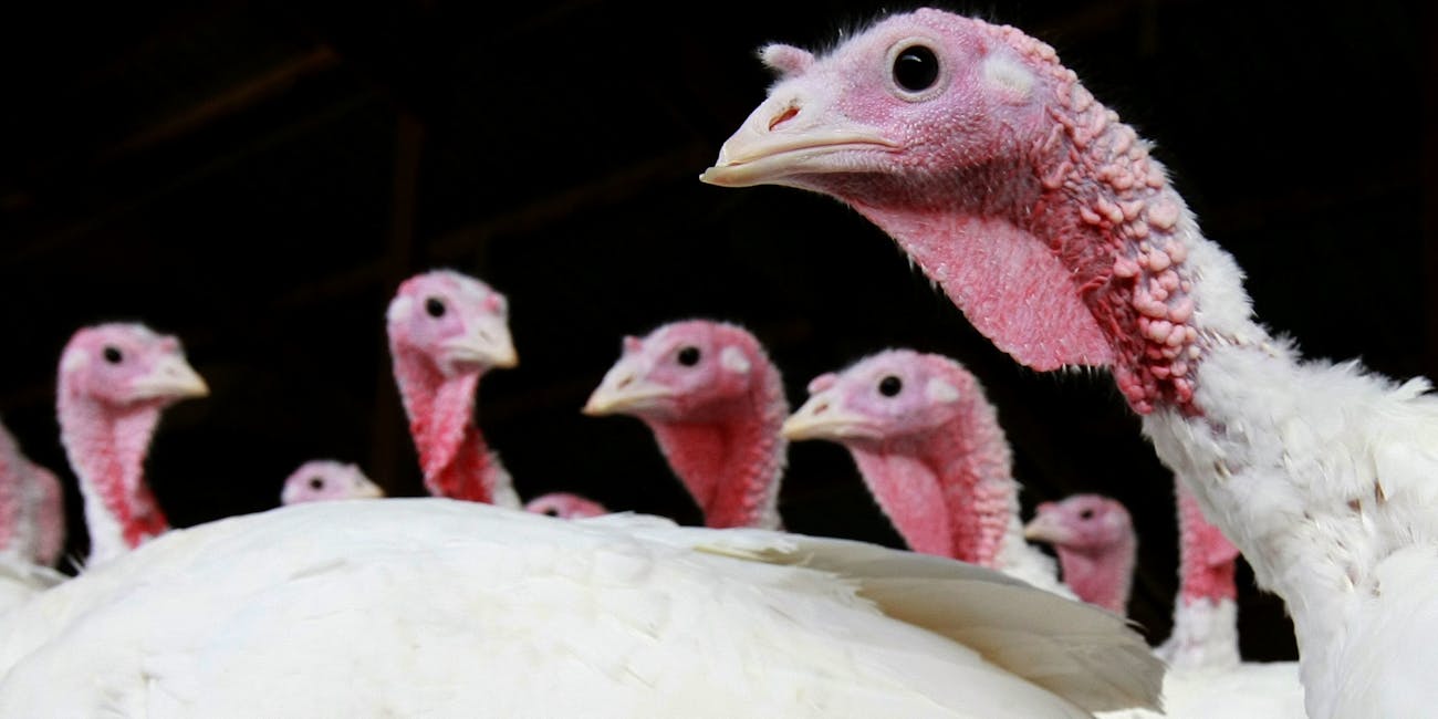 America Will Be Eating LabGrown Thanksgiving Turkey by 2030 Inverse