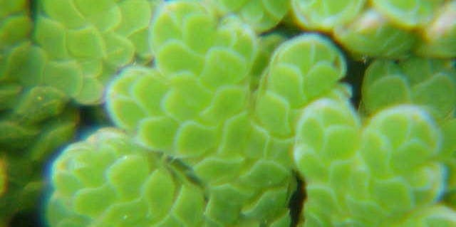 Azolla fern
