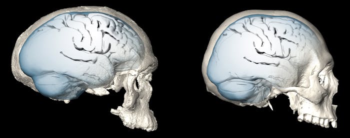 brain-shape-reconstruction-of-early-homo-sapiens-that-lived-300000-years-ago.jpeg