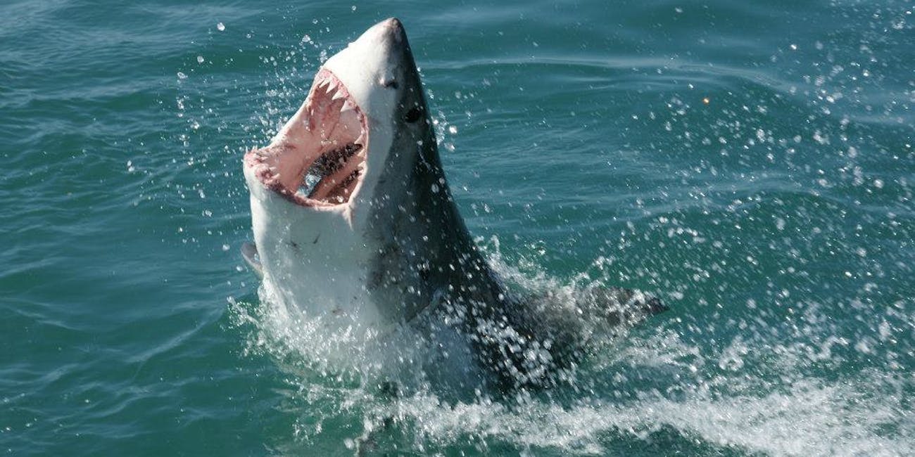 Great White Shark in South Africa