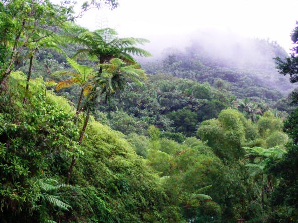 island rainforest