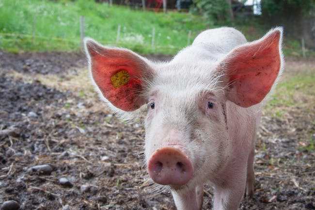 Pig parts organs xenotransplantation