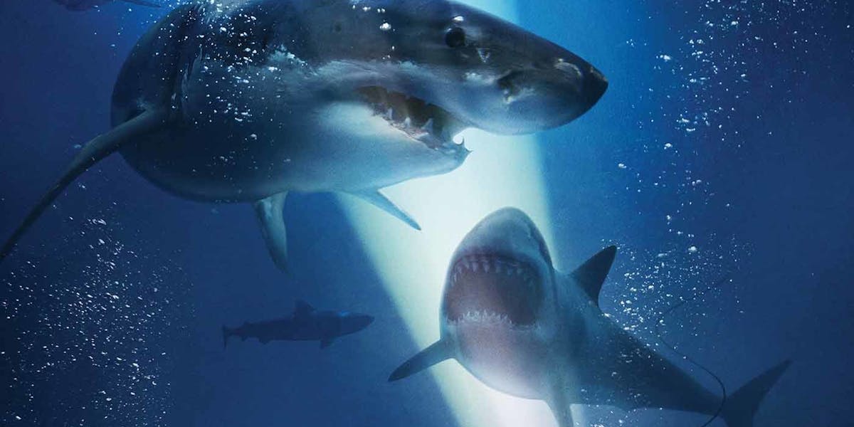 47 Meters Down Isn’t a ‘Jaws’ Ripoff. It’s a ‘Gravity ...