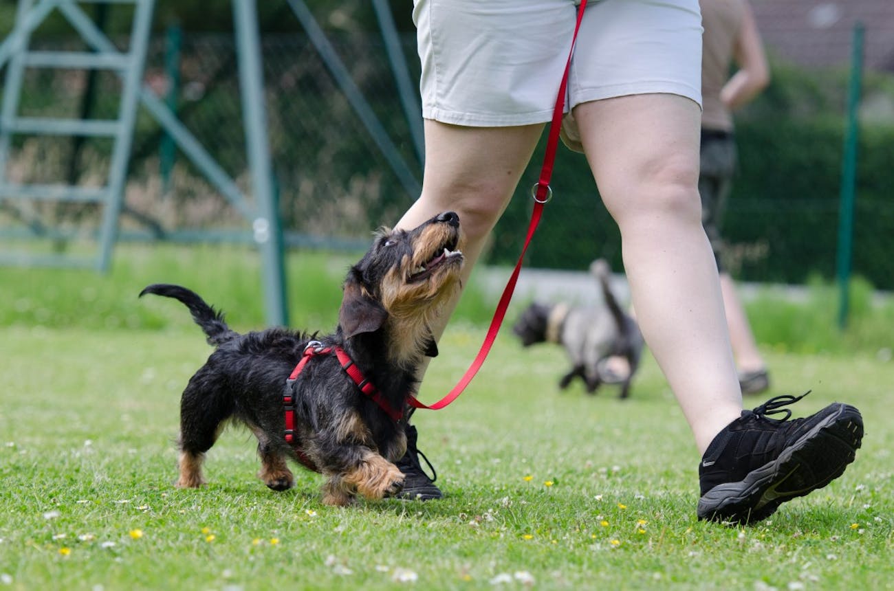 dog walking