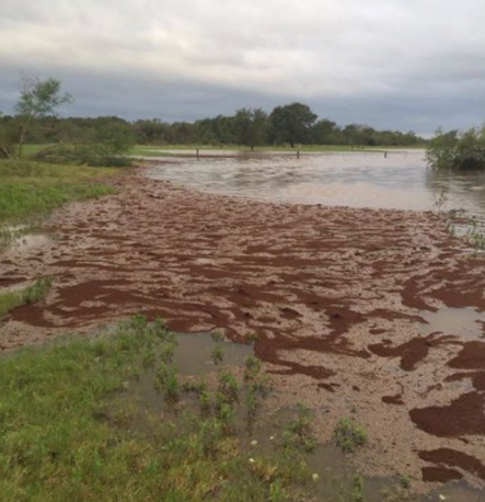 pearland-texas-hurricane-harvey-fire-ant-raft.png