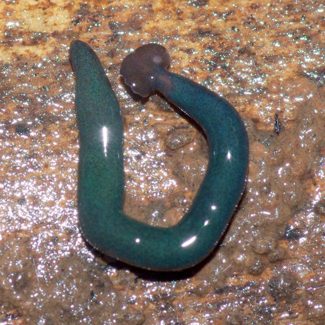 blue giant flatworm