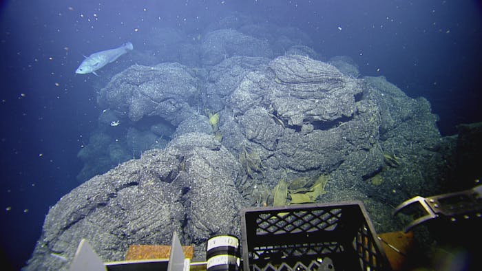 This image, taken from the ROV's POV, shows skate eggs around a hydrothermal chimney.