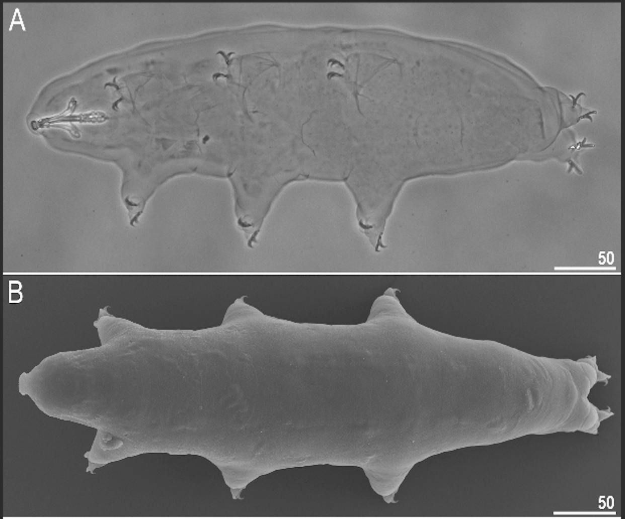 m. shonaicus tardigrade