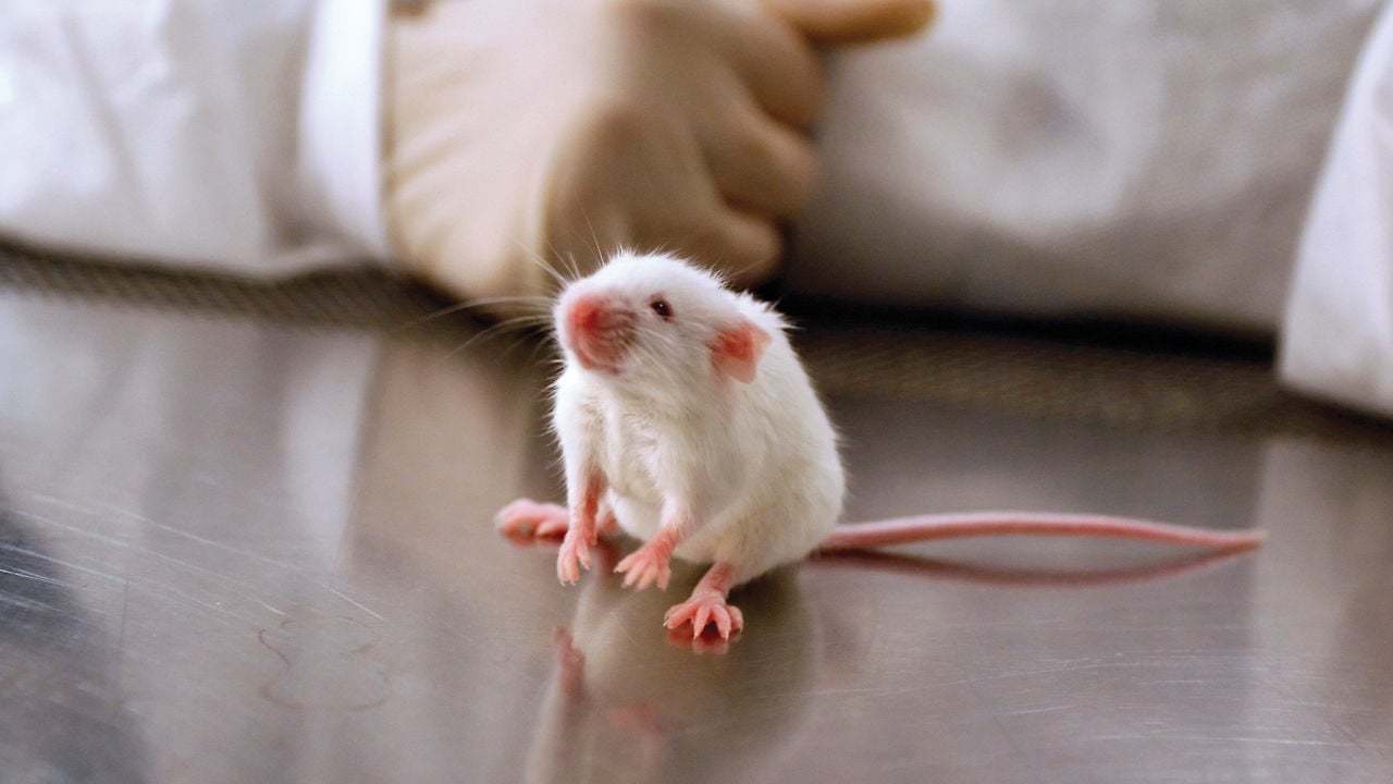 Mouse TailHolding Technique Calls Behavior Studies Into Question Inverse