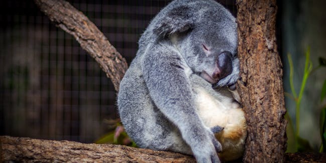 sleepy, koala