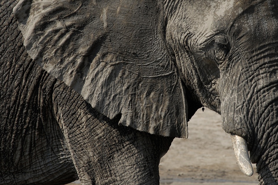 Why Do Elephants Have Wrinkled Skin? New Study on Cracks Solves Old