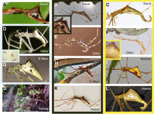 Spiders, evolution