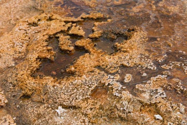 Another biological mat near the in Yellowstone National Park. The mat is composed of photosynthetic cyanobacteria that thrive in the microbial mats are formed in hot, acidic thermal springs at Yellowstone.