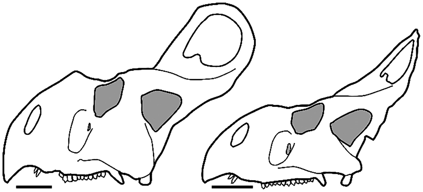 hypothetical-skull-shapes-for-male-and-female-protoceratops-andrewsi-based-on-published-theory-of.png?w=700&dpr=2&auto=format,compress&q=75