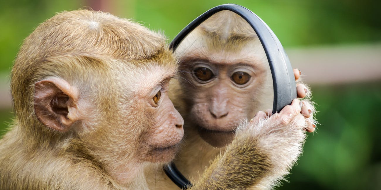 primate