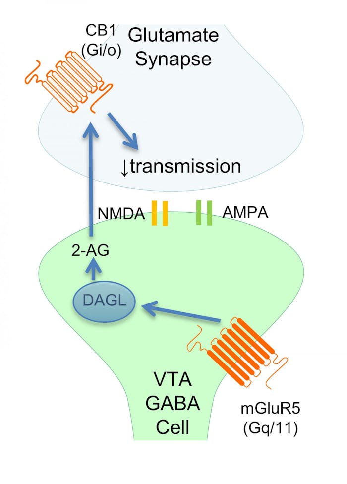 This working model shows how chronic exposure to the psychoactive component of marijuana may increase dopamine levels by altering the function of an inhibitory cell type, contributing to the drug's pleasurable and potentially addictive qualities.