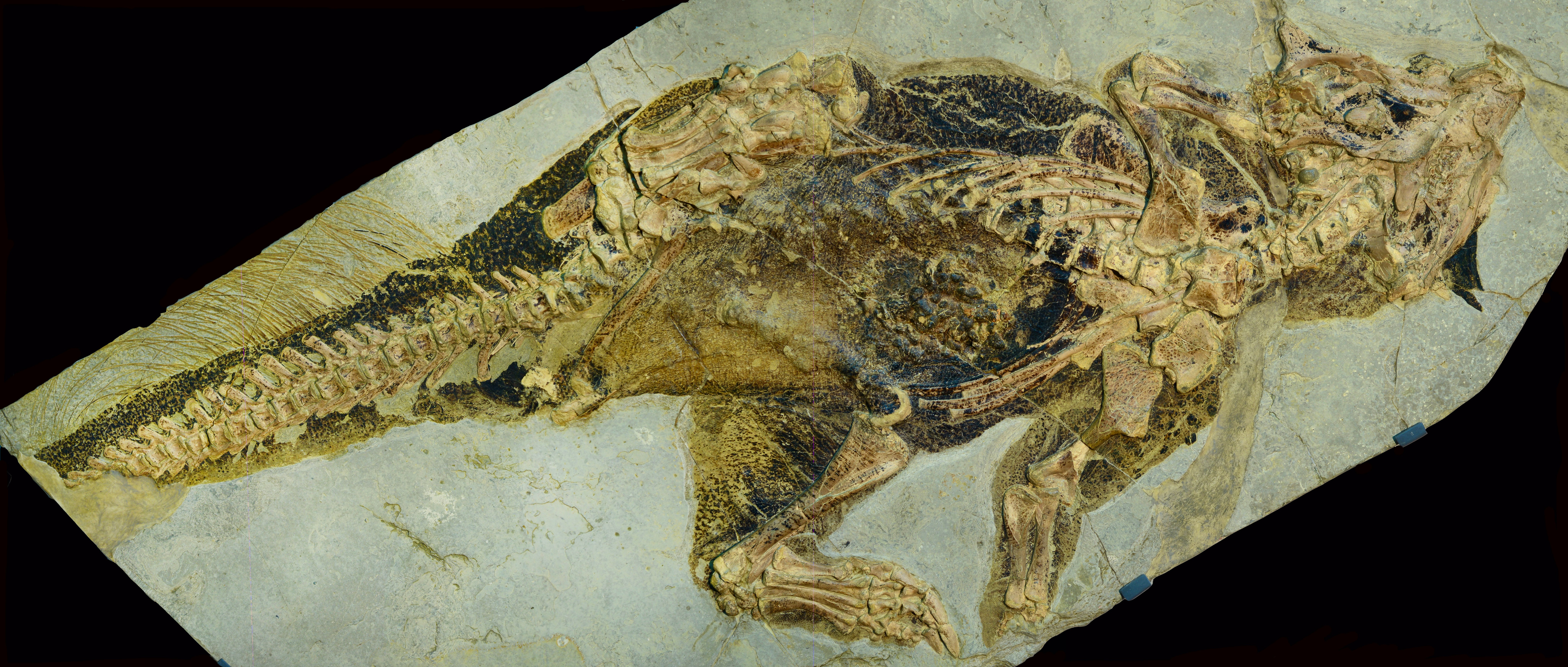 fossil dinosaur