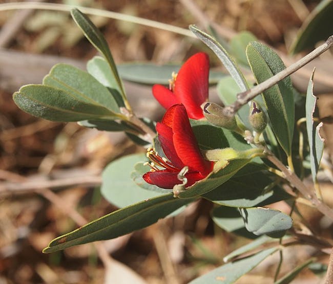 gastrolobium grandiflorum