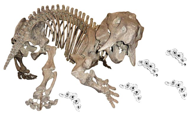 fossils, dicyondont