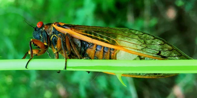 cicadas