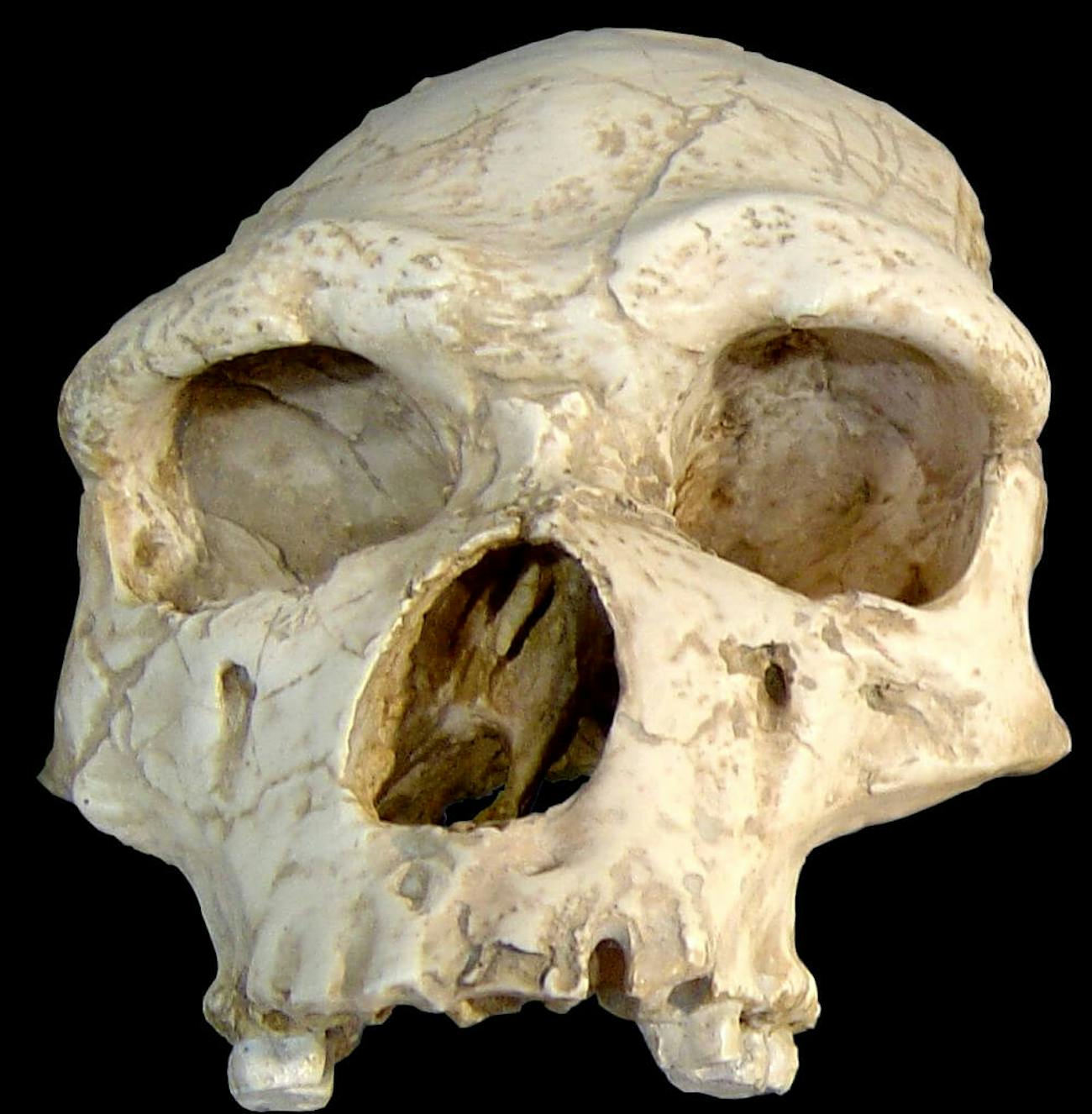 homo erectus human migration genetics