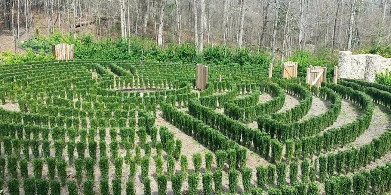 An early photo of John B. McLemore's hedge maze in Woodstock, Alabama.