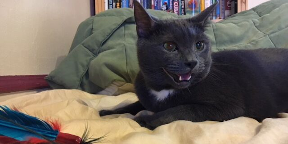 Why Cats Chirp or Chatter: Science Explains What They're Saying | Inverse
