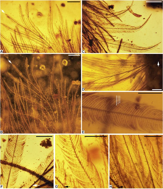 Photomicrographs of DIP-V-15103 Plumage