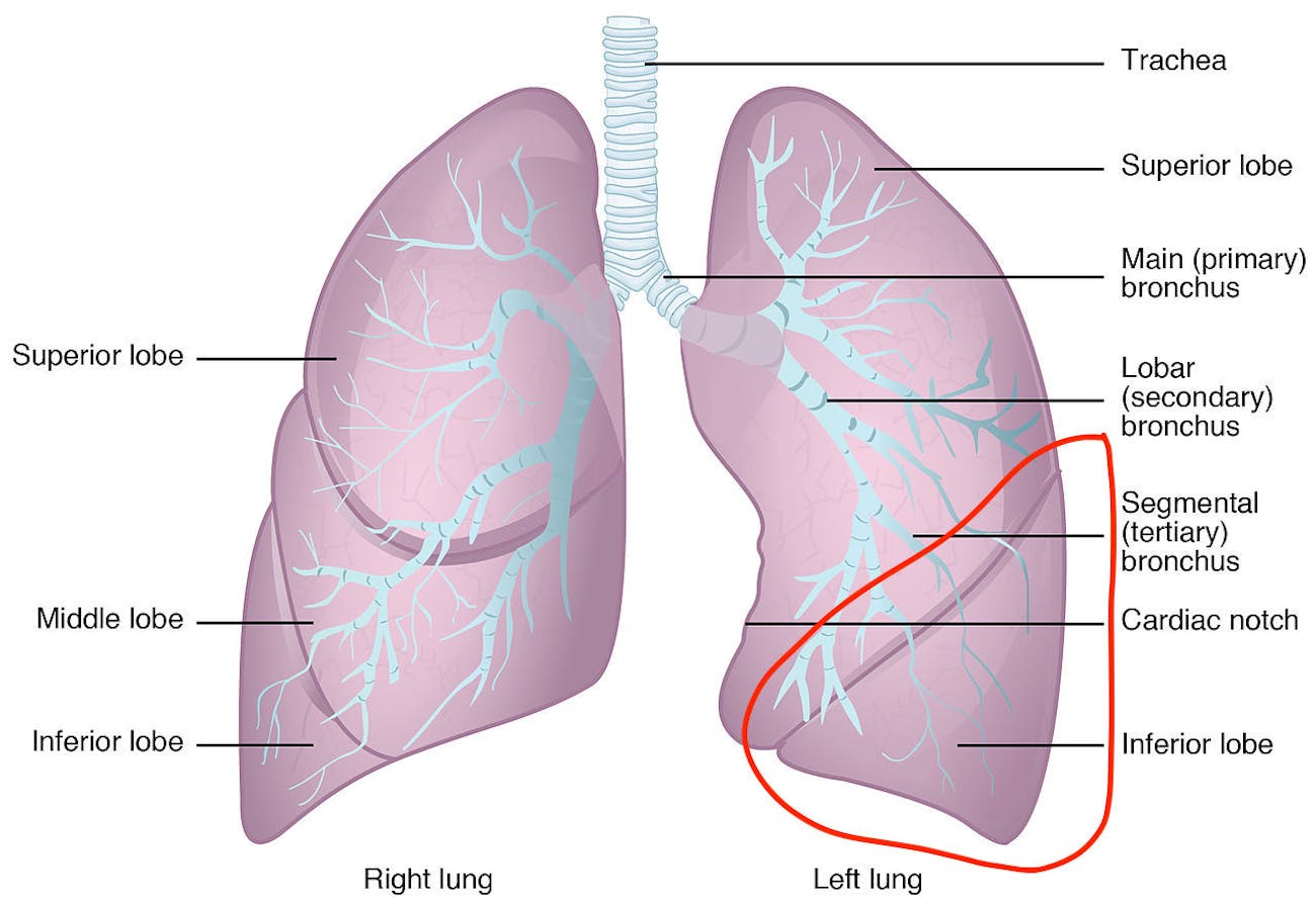 Lobes Of Lung