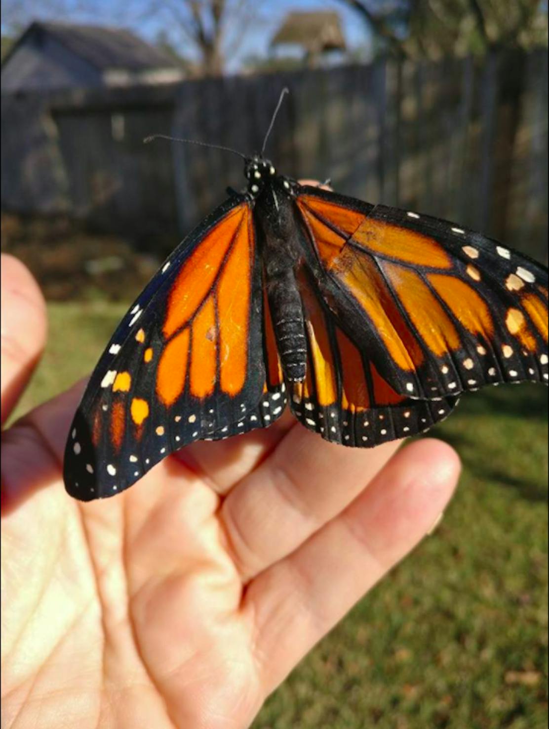 Video Monarch Butterfly's Wing Being Repaired by Costume Designer Inverse