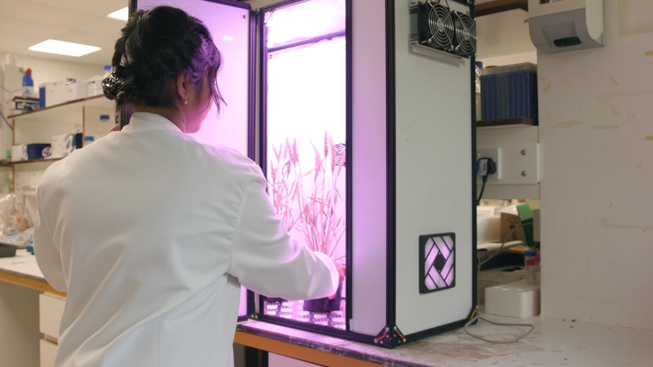 rapid breeding cabinet