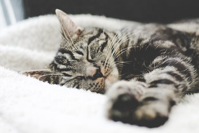 sleeping cat