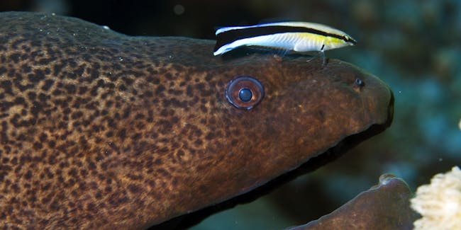 Giant Moray Eel - Gymnothorax javanicus - with Cleaner Wrasse - Labroides dimidiatus