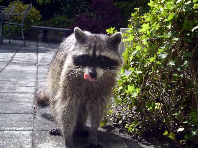 raccoon
