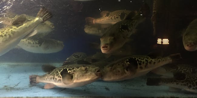 Fugu in a fish tank in Kyoto, Japan