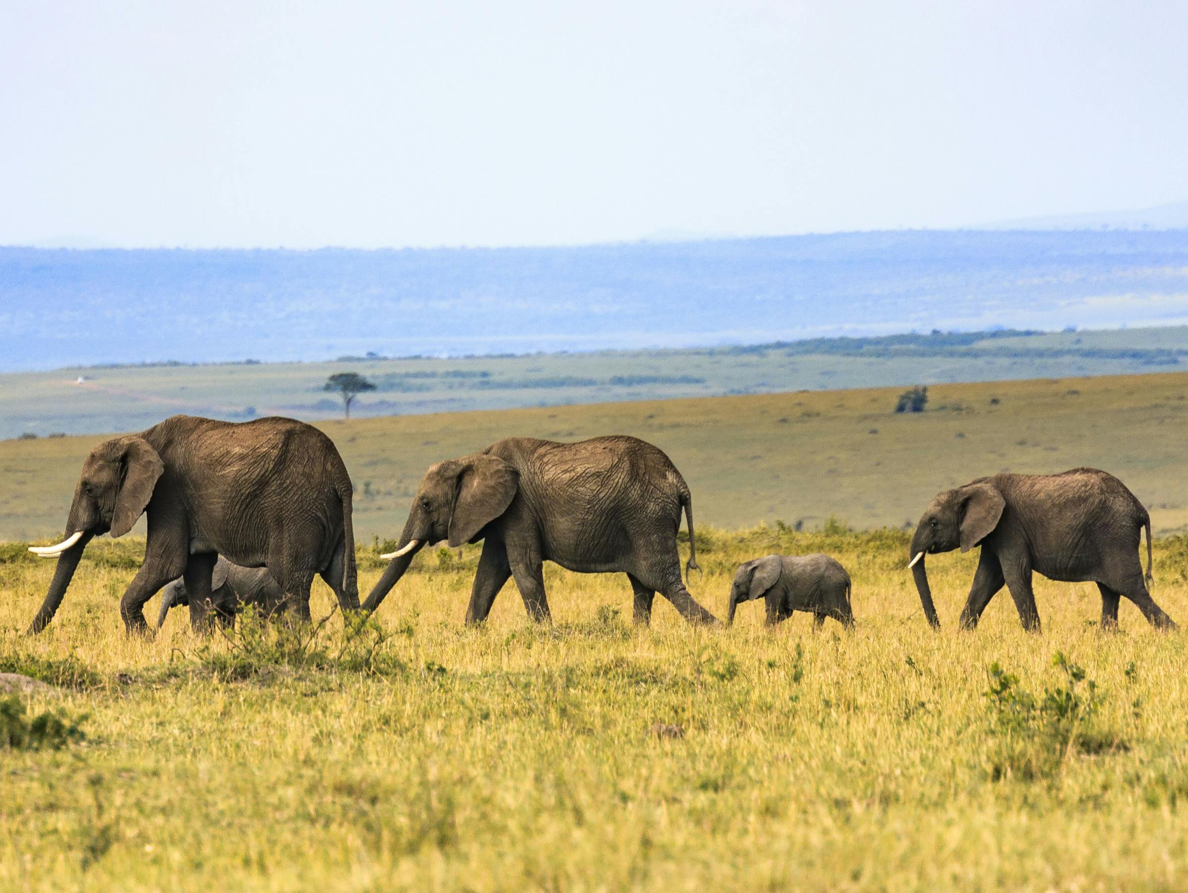 elephants