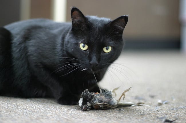 Cat eats bird.