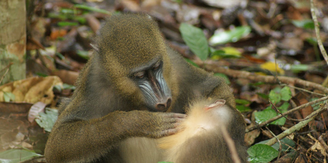 mandrill poop fecal matter grooming