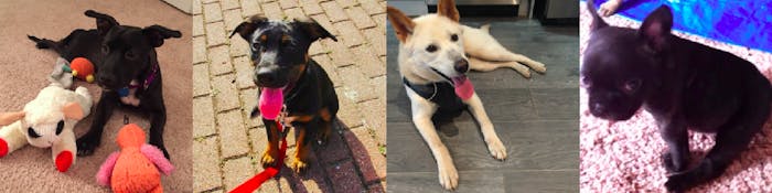 Dogs