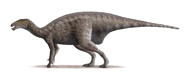 Based proportionally on a skeletal drawing by Gregory Paul (2008). • This was for a long time classified Iguanodon atherfieldensis.