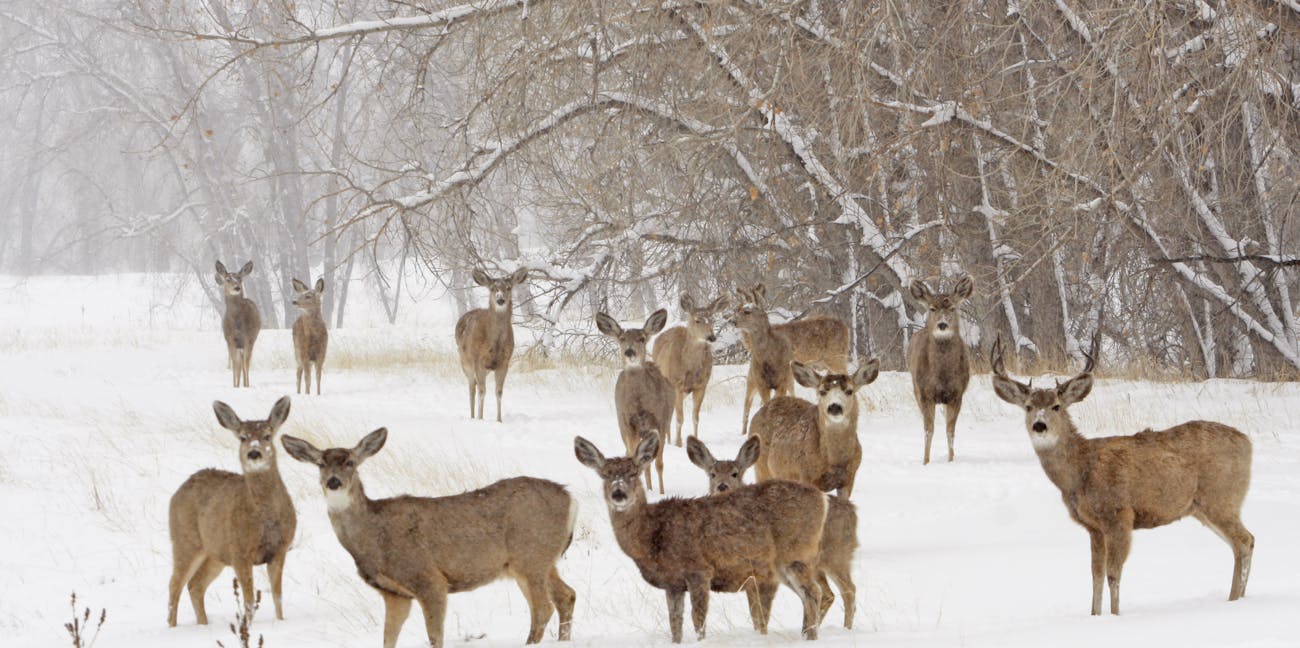 Mule Deer Herd