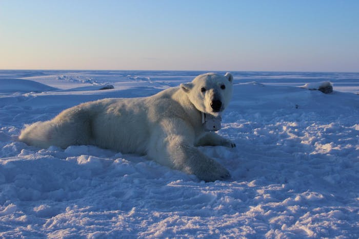 female polar bear seal GPS collar