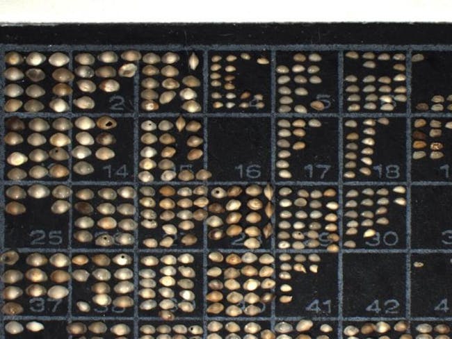 Fossil ostracods