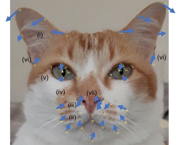 cat facial features