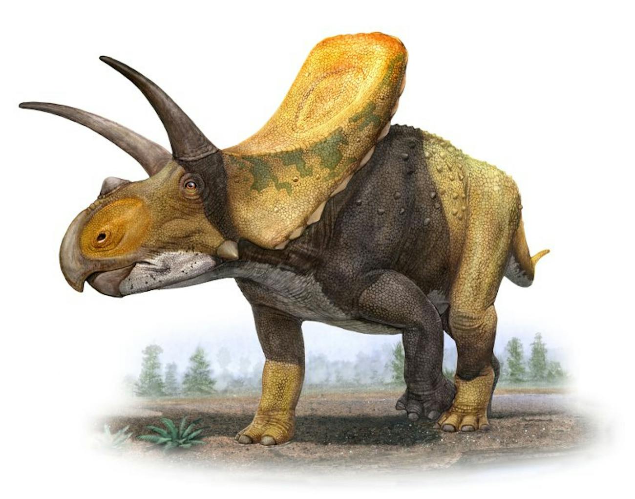 torosaurus rex