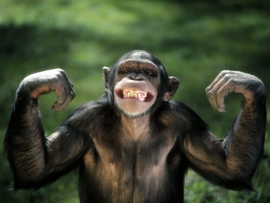 adult chimpanzee weight