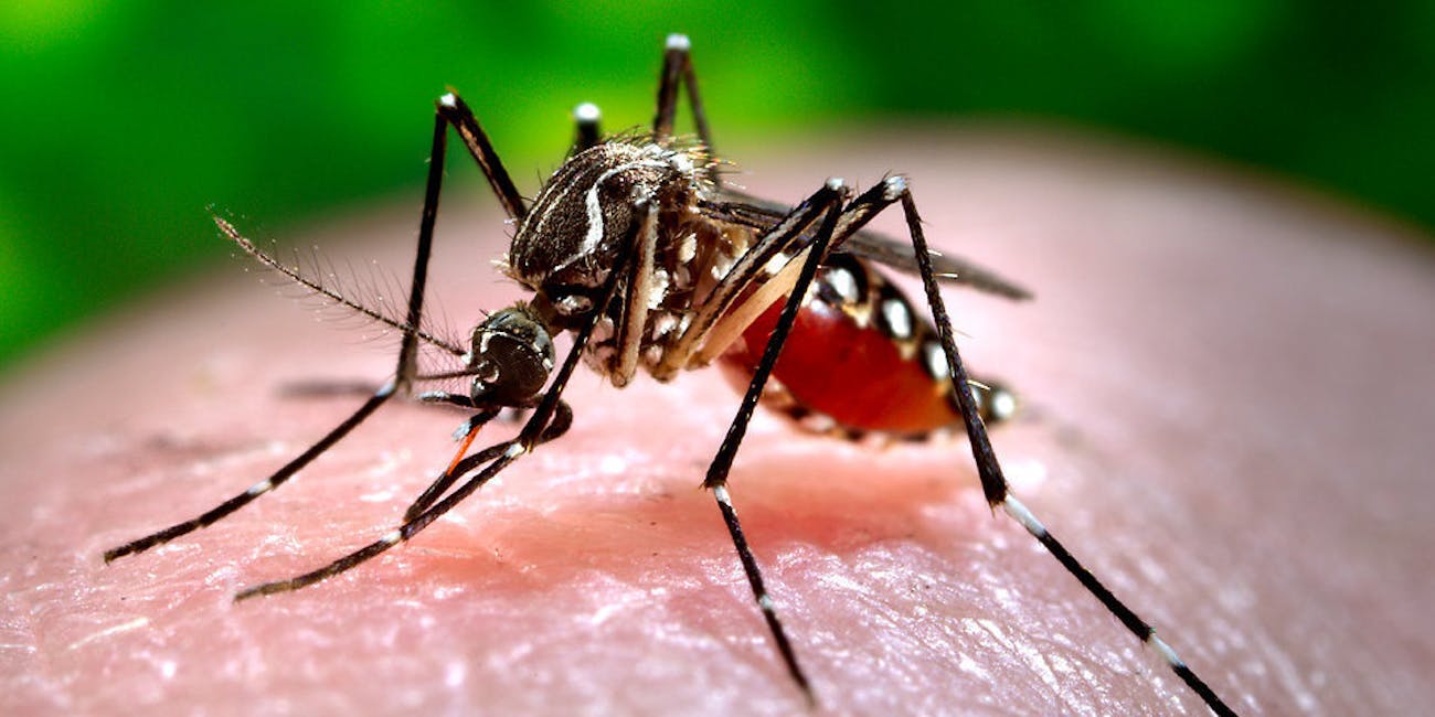 This 2006 photograph depicted a female Aedes aegypti mosquito while she was in the process of acquiring a blood meal from her human host, who in this instance, was actually the biomedical photographer, James Gathany, here at the Centers for Disease Control. The feeding apparatus consisted of a sharp, orange-colored 'fascicle' that was covered in a soft, pliant sheath called the 'labellum' while not feeding. The labellum was shown here retracted as the sharp 'stylets' contained within pierced the host's skin surface, thereby, allowing the insect to obtain its blood meal. The orange color of the fascicle was due to the red color of the blood as it migrated up the thin, sharp translucent tube. When viewed in cross-section, the larger of the two needle-sharp stylets, known as the 'labrum', takes on the shape of an inverted 'V', and acts as a gutter, which directs the ingested host blood towards the insect's mouth.